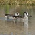 Pink-eared Duck